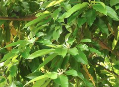 Magnolia × alba