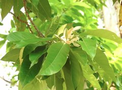 Magnolia × alba