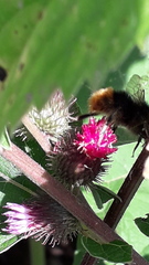 Bombus