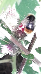 Bombus