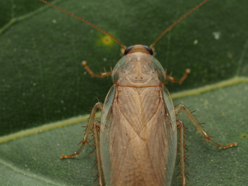Latiblattella rehni Hebard, 1917