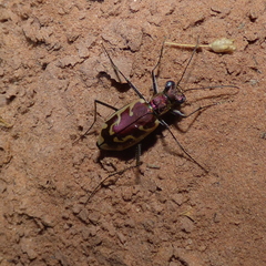 Ellipsoptera marutha