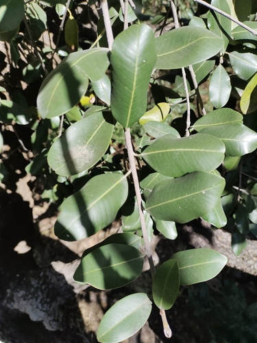 Foto de Maçaranduba