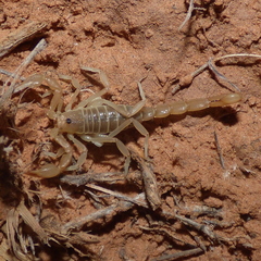 Paruroctonus utahensis