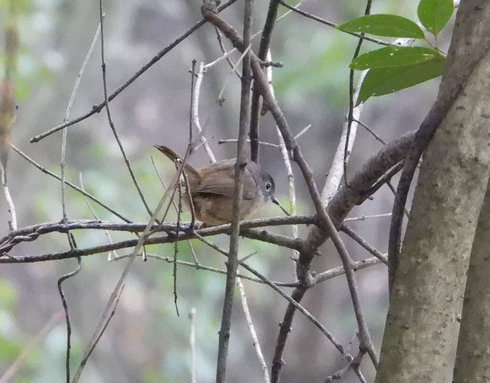 Huet's Fulvetta