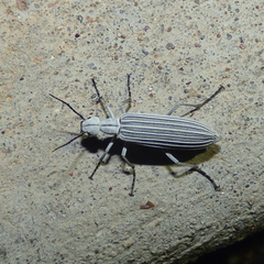 Epicauta costata