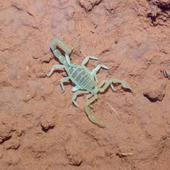 Paruroctonus utahensis