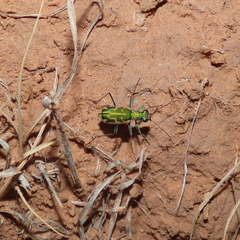 Ellipsoptera marutha