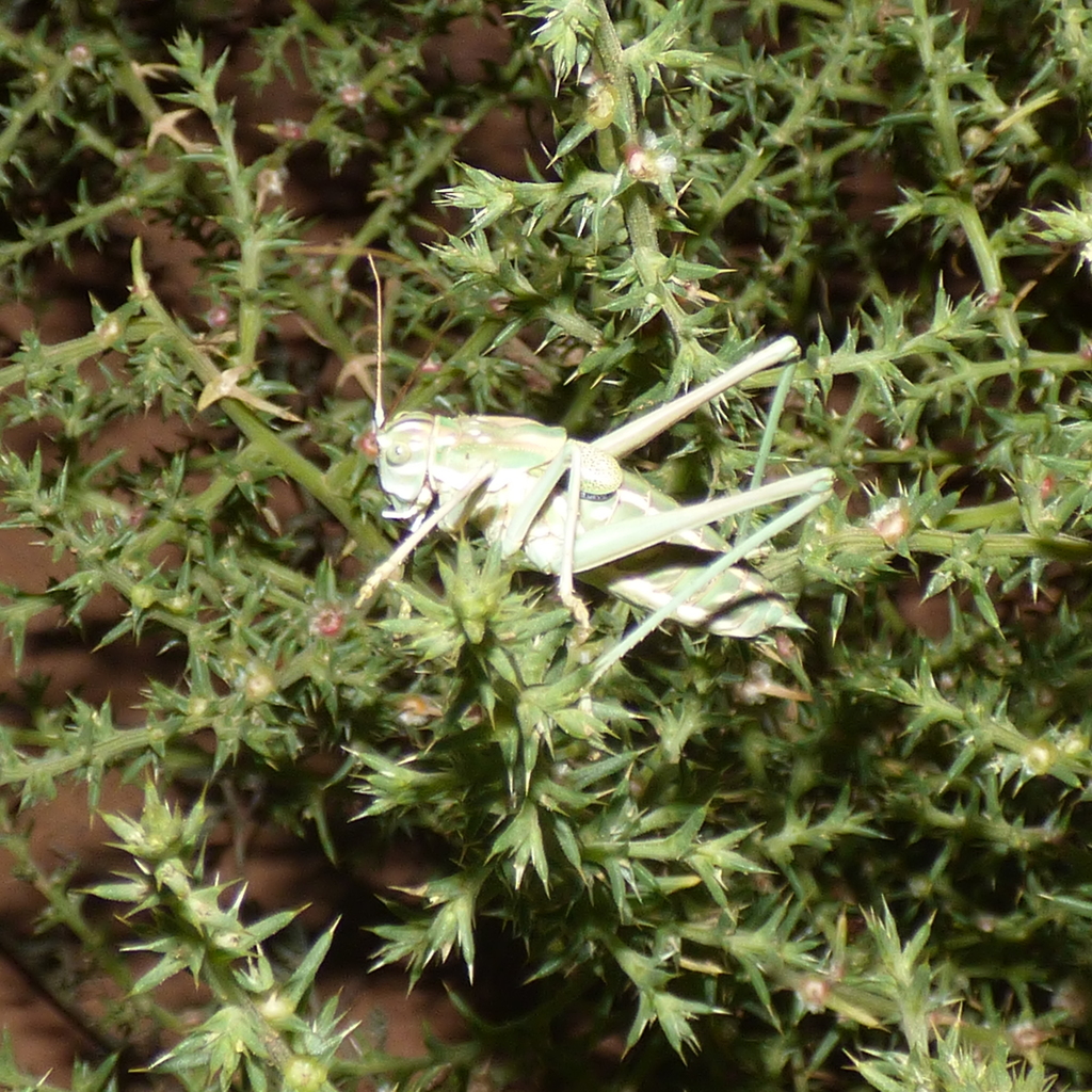 White-marked Shieldback