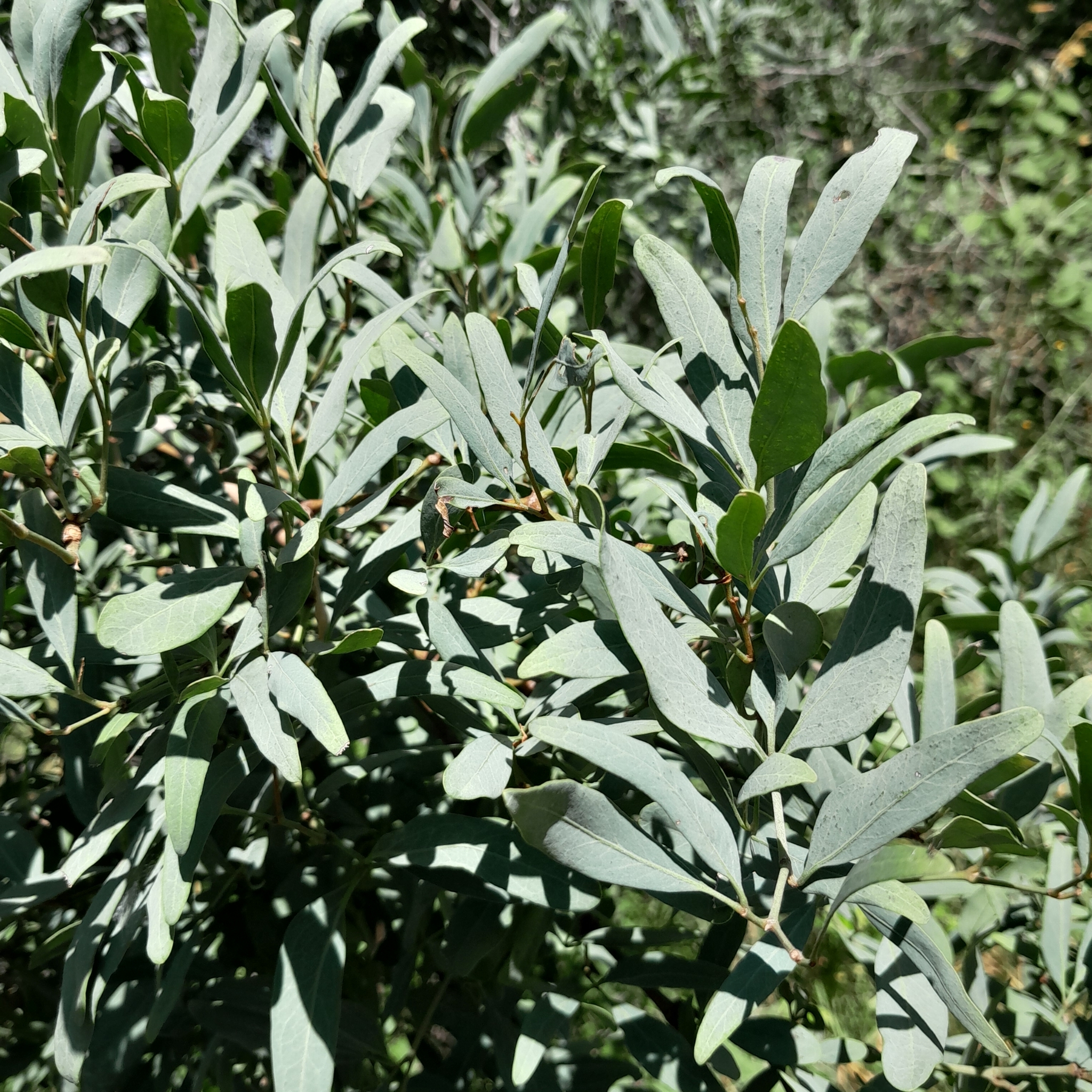 Imagem de Cipó-uva