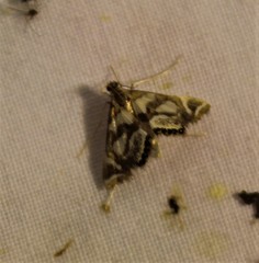 Chrysendeton medicinalis