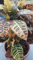 Codiaeum variegatum