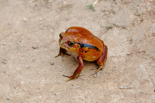 False tomato frog, Dyscophus guineti