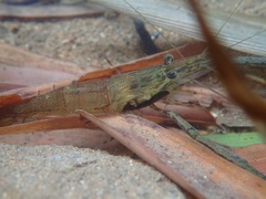 Macrobrachium formosense