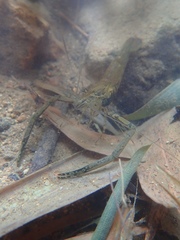 Macrobrachium formosense