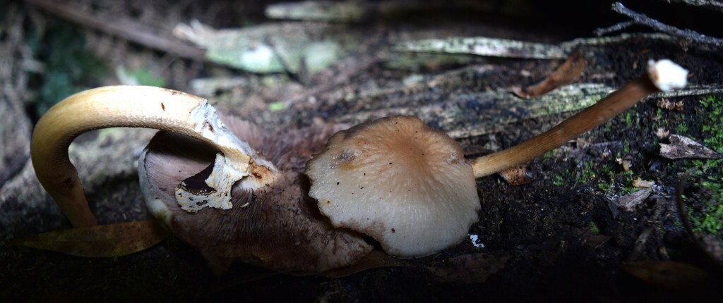 Cyclocybe parasitica · March 2025 · photo: © davidwhyte (iNaturalist, cc-by-sa)