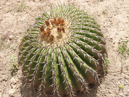 Candy Barrel Cactus