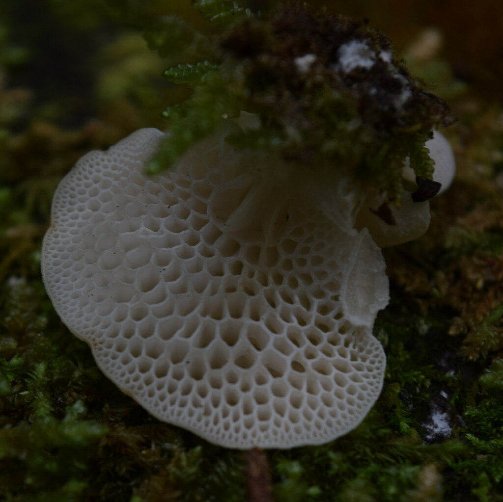 Favolaschia pustulosa · March 2025 · photo: © davidwhyte (iNaturalist, cc-by-sa)