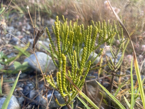 Armstrong's Whipcord (Veronica armstrongii)