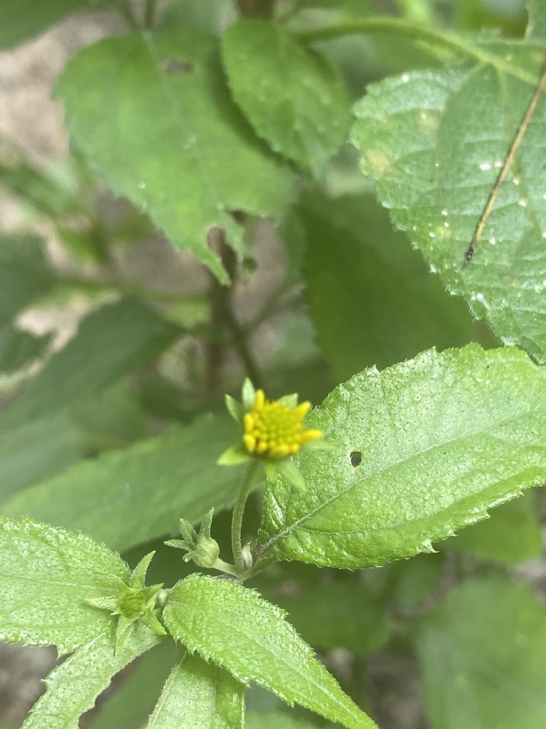 Honolulu Nehe (Wollastonia biflora)