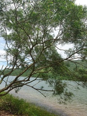 Acacia confusa