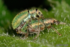 Phyllobius squamosus