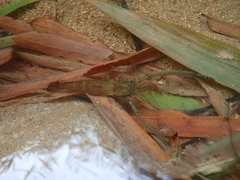 Macrobrachium formosense