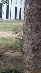 Funambulus pennantii