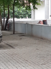 Funambulus pennantii