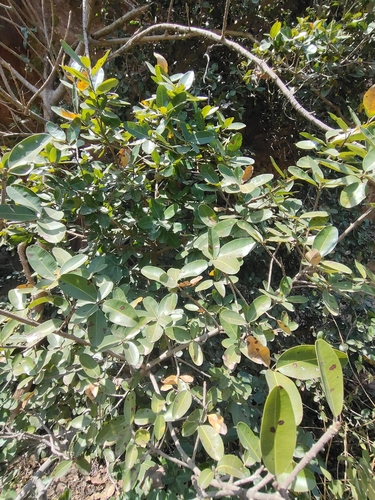 Foto de Maçaranduba