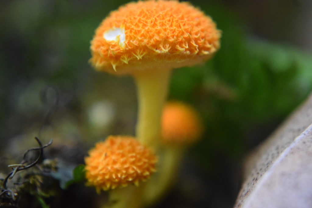 Cyptotrama asprata · March 2025 · photo: © davidwhyte (iNaturalist, cc-by-sa)