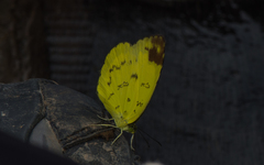 Eurema simulatrix