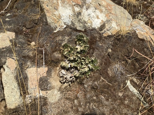 Selaginella pulvinata