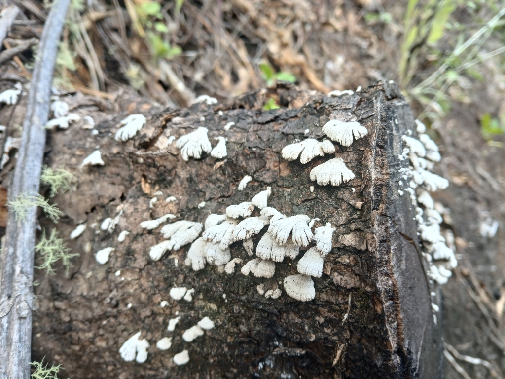 Schizophyllum commune · March 2025 · photo: © claire_grace83 (iNaturalist, cc-by)