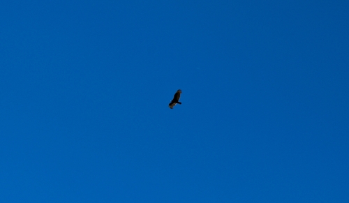 iNaturalist observation photo of Turkey Vulture