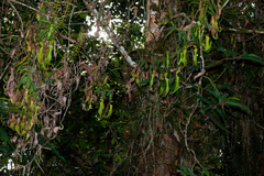 Nepenthes reinwardtiana