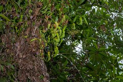 Nepenthes reinwardtiana