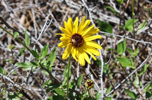 iNaturalist observation photo of California brittlebush