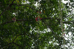 Aeschynanthus radicans