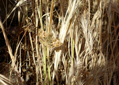 Muschampia baeticus