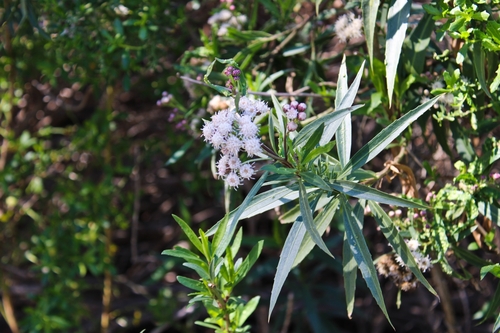 iNaturalist observation photo of mule fat