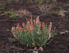 Pimelea decora