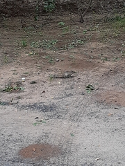 Funambulus pennantii