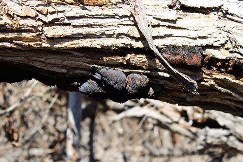 iNaturalist observation photo of Hypoxylaceae