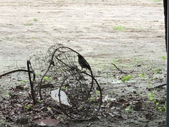 Acridotheres tristis