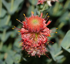 Pimelea decora