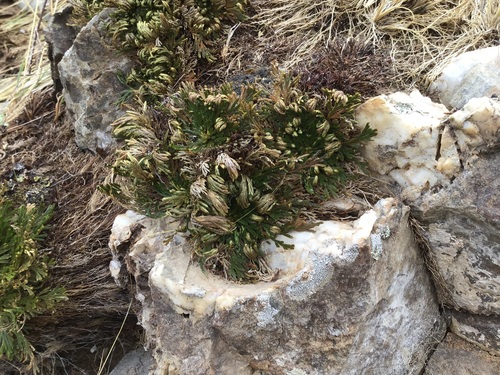 Selaginella pulvinata, photograph 1