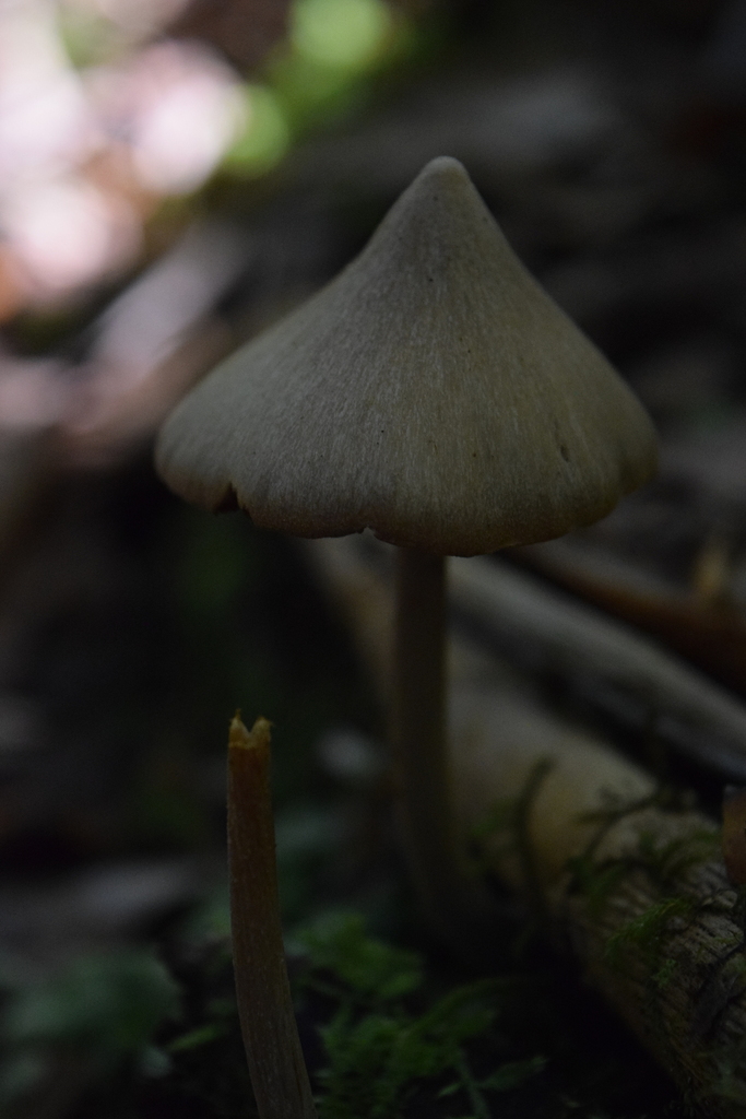Entoloma canoconicum · March 2025 · photo: © davidwhyte (iNaturalist, cc-by-sa)
