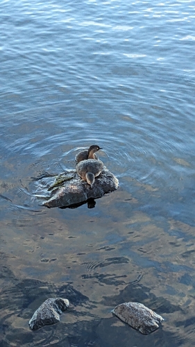 New Zealand Grebe (Poliocephalus rufopectus)