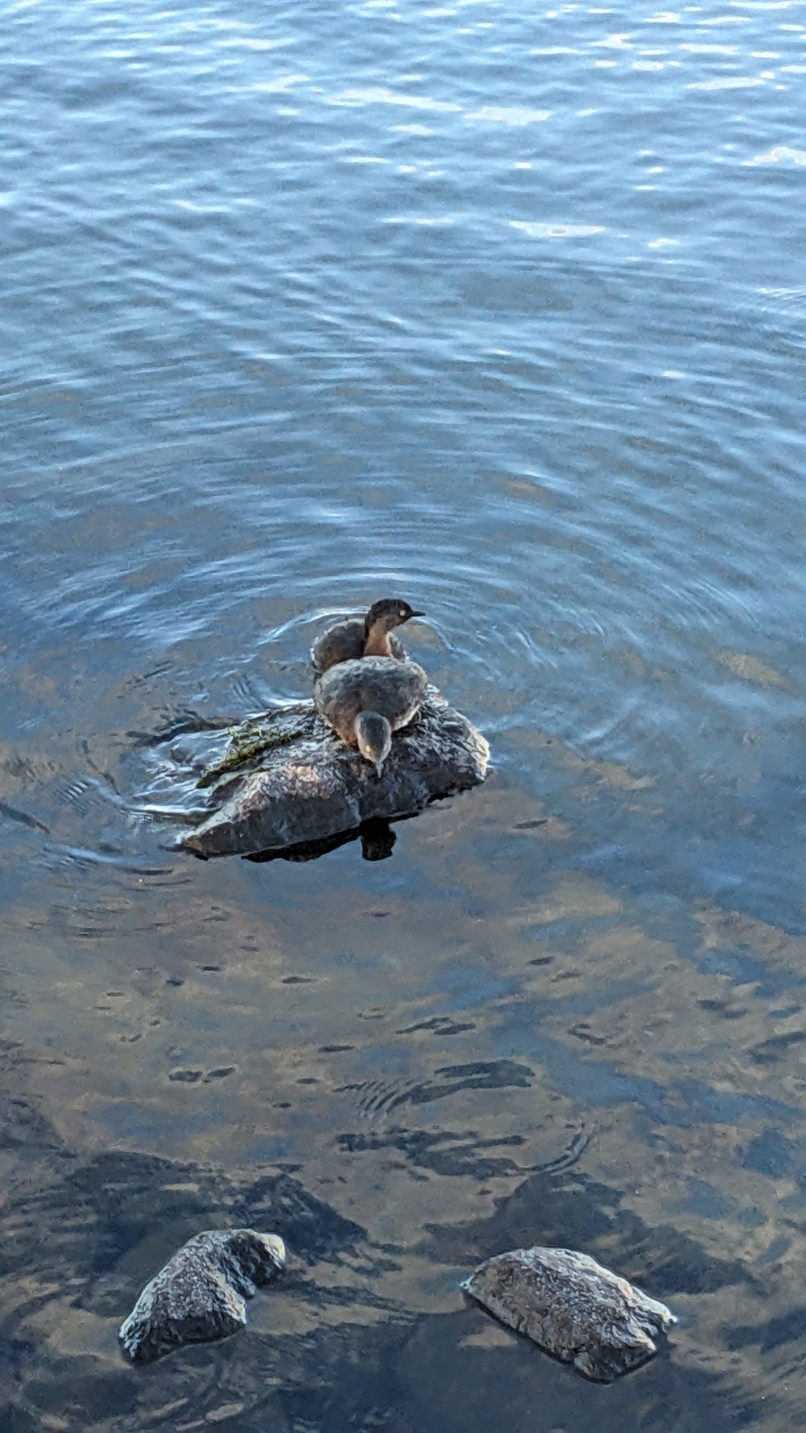 New Zealand Grebe illustration